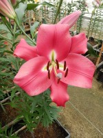 [4164 Resolute Mak No02.JPG]